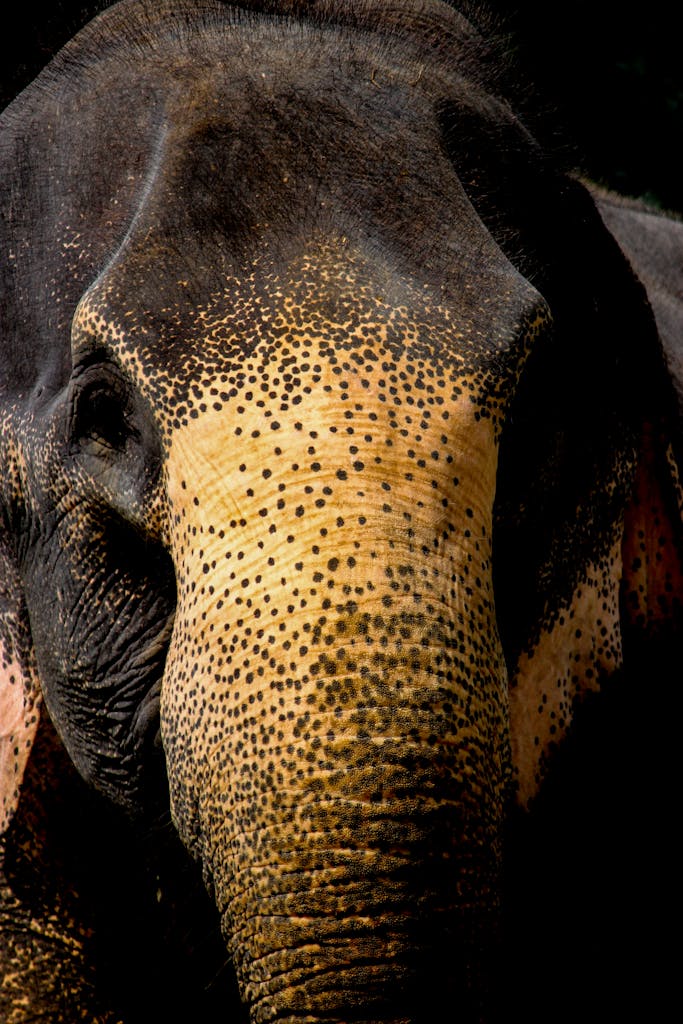 Close-Up Shot of an Elephant